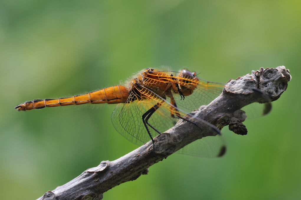 Conferma - Libellula fulva